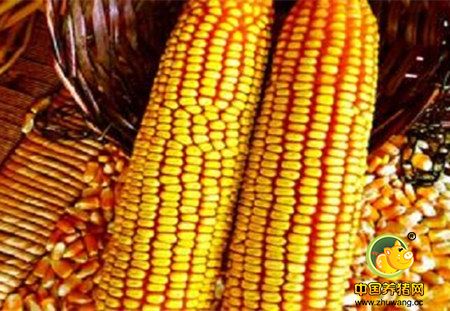 玉米价格低迷 专家提醒：现阶段惜售不可取