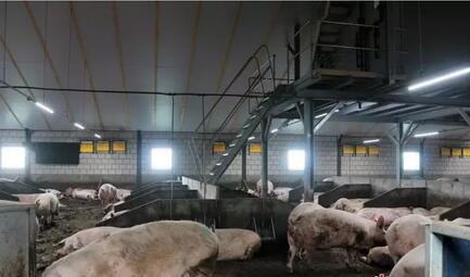实地走访荷兰750头母猪场，看PSY28怎么做到的？