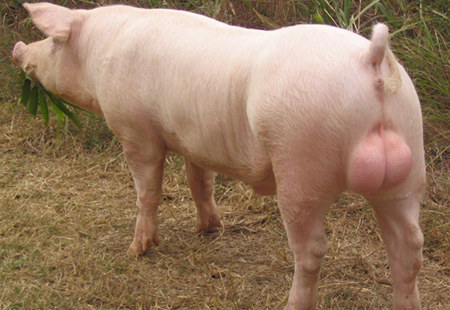 农业部：发布新修订《种猪及精液进口技术要求》