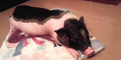 英国家养猪协会呼吁：停止疯狂的微型猪时髦