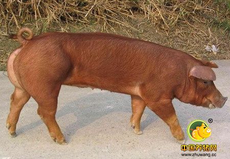 永靖养殖户质疑：“纯种二代”母猪为何产下红毛仔猪？