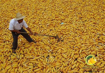 中国最大玉米产区：谁来收？价多少？