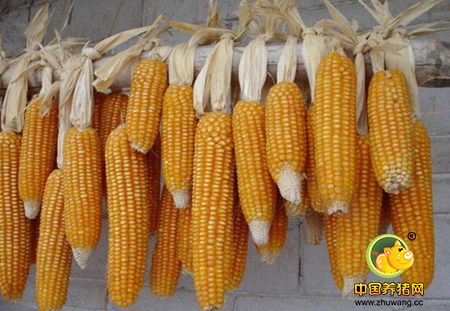 农民不懂 企业未知：玉米市场的“饿汉聚餐”理论