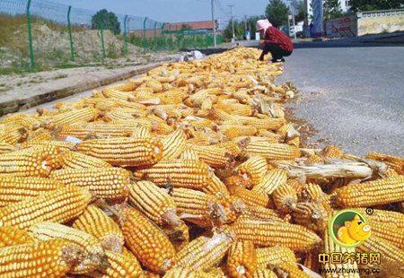 东北地区新产玉米累计收购730万吨