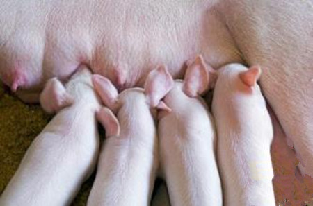 猪场自动化养猪设备的应用方式
