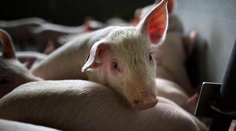 养猪的注意了！最新研究表明：猪和人一样也会闹情绪！