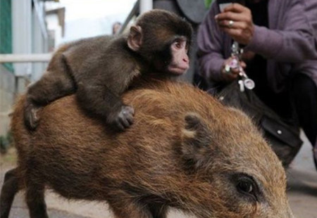 日本猴子成精，天天骑公猪玩耍