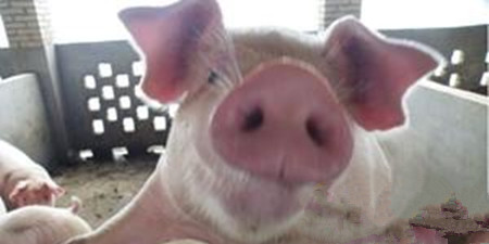 猪传染性胸膜肺炎：秋冬季节养猪场杀手