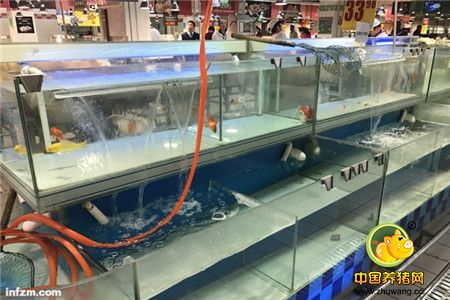 北京超市“活鱼消失”解密 “ 与抽检无关，与非法添加禁止兽药有关”