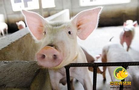 猪场自配饲料存在的问题及改进措施