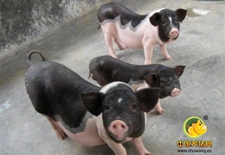 我国拥有72个地方优良猪种 却至今没有自己的国际种猪品牌！