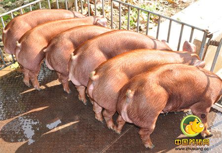 7000头种猪在呼和浩特和林县小甲赖村“安营扎寨”