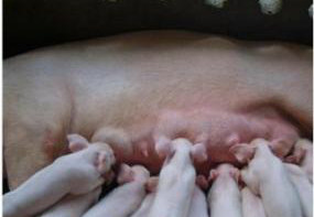母猪也是要坐月子的，如果产后恢复做的不好将影响下次产仔！