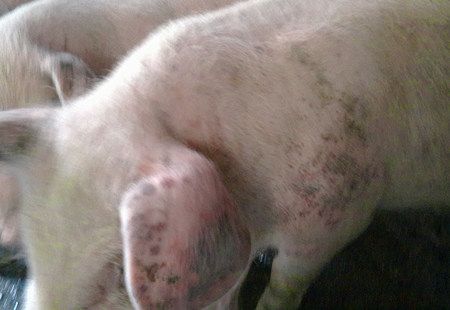 养猪场治疗猪体表青紫的办法