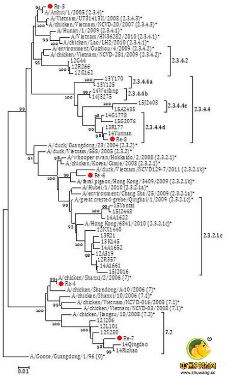 H5亚型高致病性禽流感疫苗毒株抗原性的变异分析