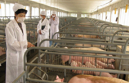 搞好养猪设备消毒是预防疫病发生，降低死亡率的关键！