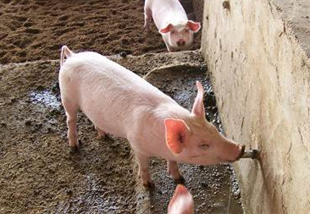 饮水水温对猪的发育有重要影响，根据季节水温！