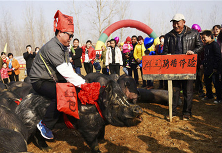 农民自费3万办黑猪文化节 骑猪体验吸引众人 