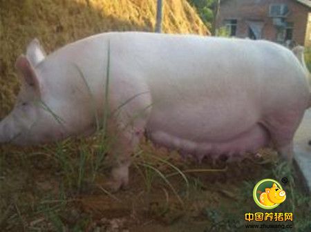 子宫炎症在规模化养猪场发生的原因和对策