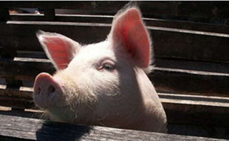 禁养减少生猪存栏3600万头，养猪再赚一年没问题