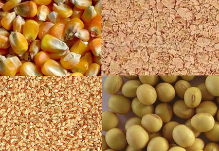 质量担忧提振中国小麦进口，制约玉米需求