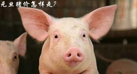 预计：元旦后春节前，猪价依然能上行！