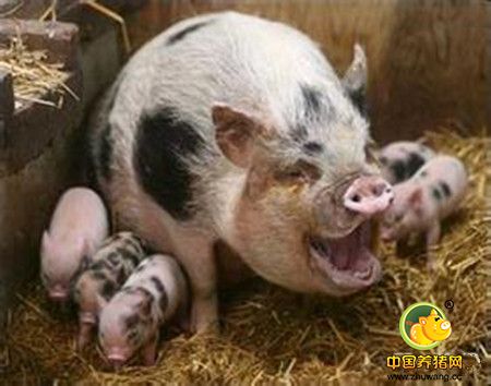 7省猪价上涨迎2017，大猪集中出栏给新年行情留下利好