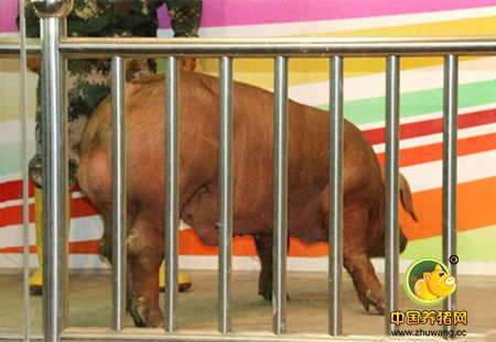 第42届养猪产业博览会（广州）拍出1.7万“猪王”