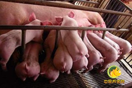 全国猪价行情上涨势头不减 屠宰量增加猪价短期难降