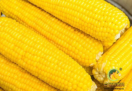玉米市场化改革元年，你会提交怎样的答卷？