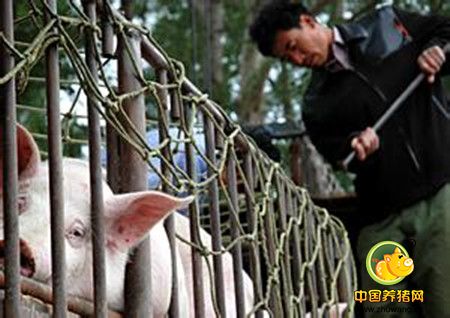 英媒称中国养猪户过年大赚期望落空：饲料昂贵挤压利润