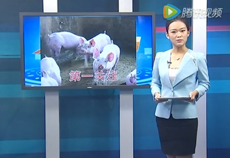 元旦、春节屠企提量提价 养殖户出栏牛猪猪价上涨