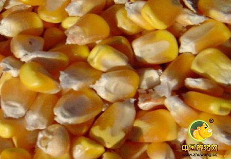 玉米“先手棋” 下活农业供给侧改革深度发力