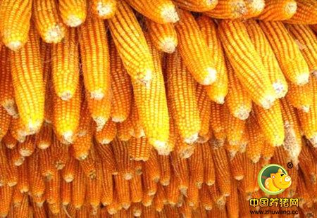 农民日报：2016年玉米市场的这些热词你都熟悉吗？