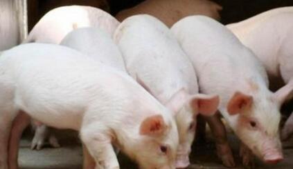 生猪价格一周涨大涨0.63元/公斤，18元指日可待！
