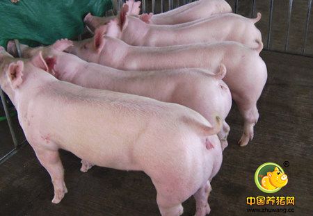 农民工返乡建农场 南充蓬安实施种猪托养