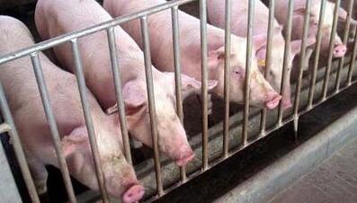 悄悄告诉你：全国猪贩都在求猪，我们该压栏吗？