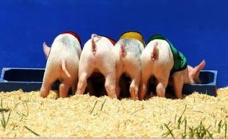 进口猪肉为什么便宜? 中国养猪人还能再赚钱吗?