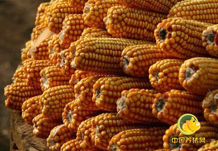 玉米、豆粕价格大跌！今年养殖户赚到大便宜了？