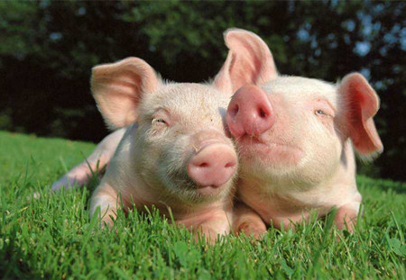猪的肠道菌群与健康