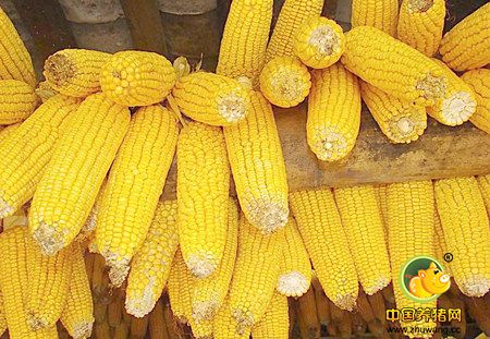 玉米市场即将进入到春节模式
