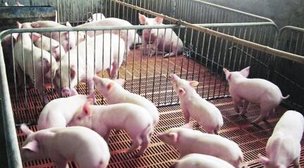 分析师：2017年仍然能保证生猪养殖户有钱赚！