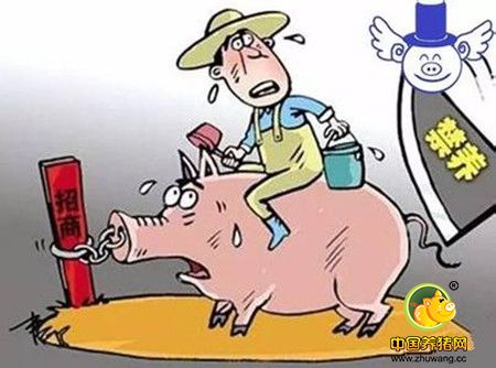 2017年阻碍国内养猪人赚钱的三座大山