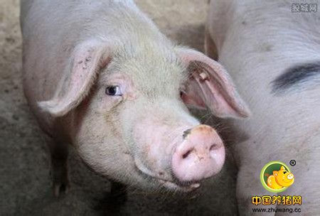 2017年生猪养殖业境况如何？