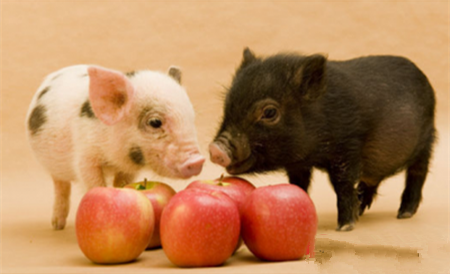 生猪养殖业迎来转机，猪周期或将变化！