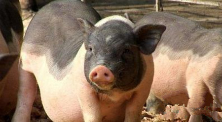 养殖业迎来重大发展契机，未来养猪可能只赚不赔！