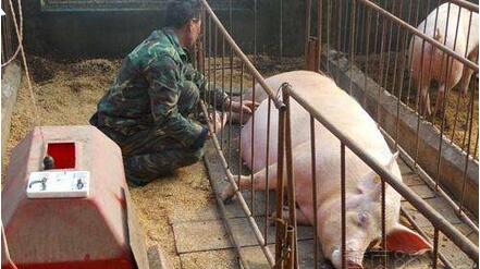 农业部：加大猪腹泻等疾病防控 加强外来动物疫病防范！