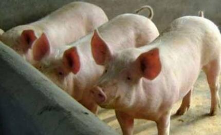 农业部批准猪圆环病毒2型灭活疫苗等2个兽药在我国注册