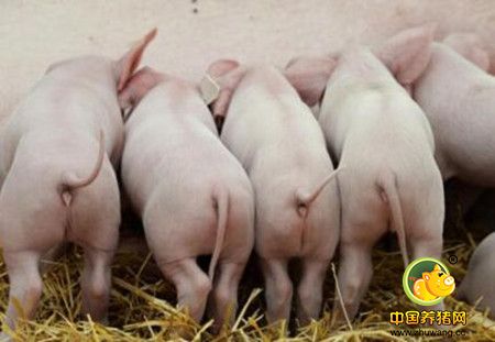 生猪养殖业正迎来“最好的时代”，盈利水平十分可观