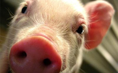除了猪链球菌，还有这26种常见人畜共患病要注意防护